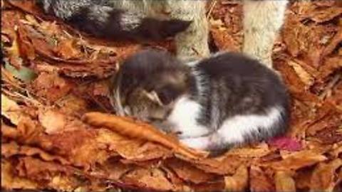 Cat gave birth to a kitten under a chestnut tree