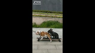 British bulldog skateboards into a pond
