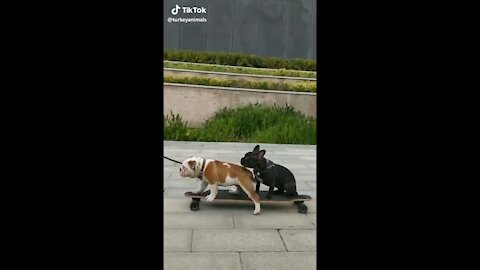 British bulldog skateboards into a pond