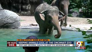 How animals stay cool at the Cincinnati Zoo