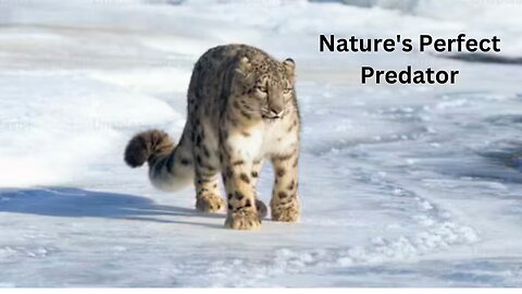 Nature's Perfect Predator: The Snow Leopard's Adaptation for Hunting Success