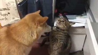 Gato pugilista enfrenta Shiba Inu