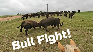 Trapped in a Storm Herding Cattle!