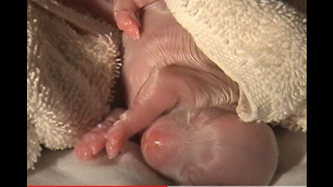 AMAZING DOG BIRTH part 1-3