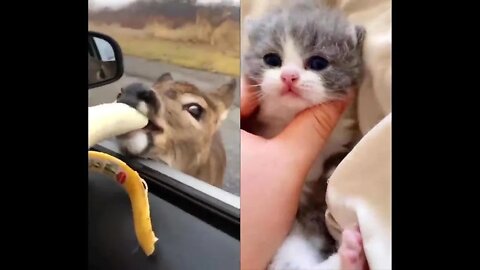 Video collection of the cutest moments with animals 2022 #1