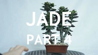 Jade Bonsai, Part 4