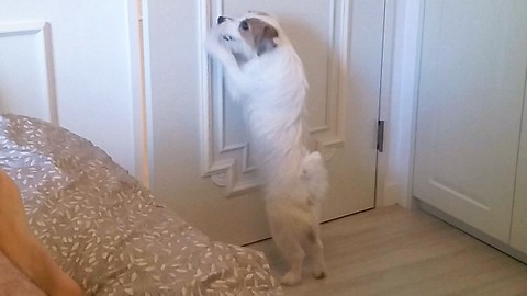 Clever dog closes door on command