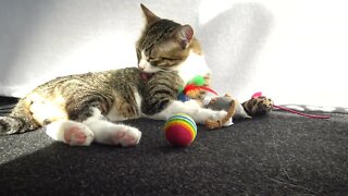 Cat and His Toys