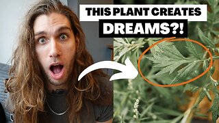 Hyper Lucid Dreaming With Mugwort: The ULTIMATE Tutorial