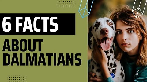 Six interesting Facts about Dalmatians