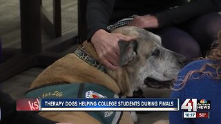 Therapy dogs called into help students destress from tests