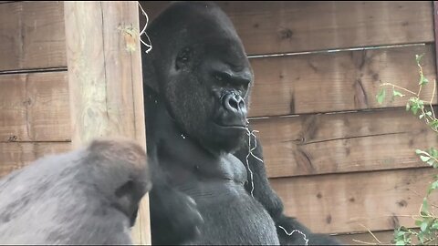 Gorilla Gang Fany😂 Videos 4k Gorilla Fany