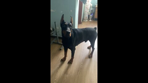 Doberman dog wants YELLOW BALL