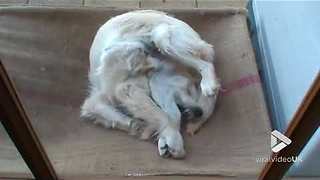 Dog's funny wake up dance