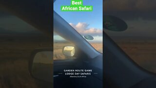 Best African Safari Experience | Garden Route Western Cape #Shorts