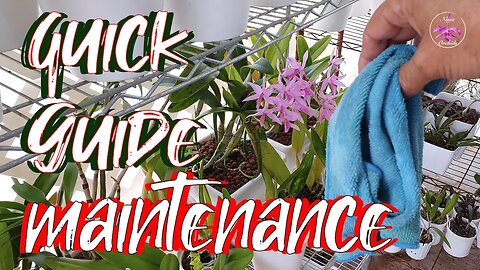 Quick Guide on Effectively Maintaining your Orchids | Scheduling Tips and MORE! #ninjaorchids