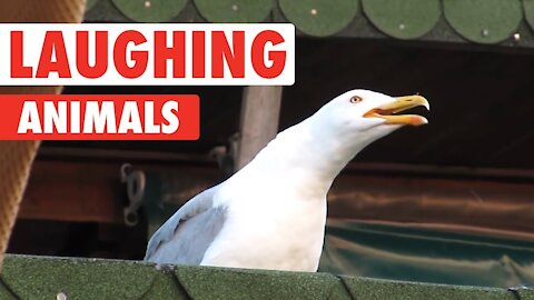 Animals Laughing Competition - 100% Money Back Guarantees