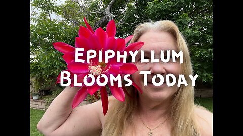 Epiphyllum Blooms Today