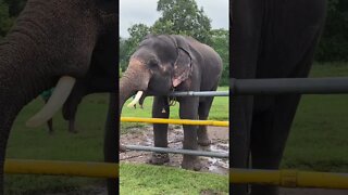Elephant Feeding| Mudumalai Elephant camp