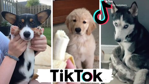 Funny Dogs of TikTok Part #4 🐶🐕