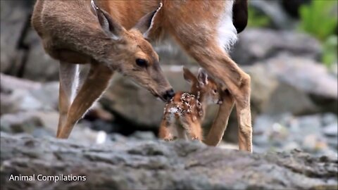 Baby Deer - Jumping, Hopping, Bumping - CUTEST Video Compilation