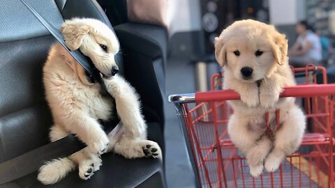 Funny and Cute golden retriever Puppies Compilation Cutest Golden Puppy 2020