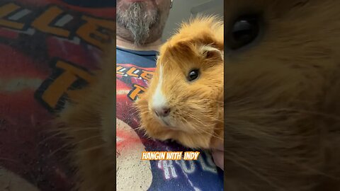 Hangin with Indy #channel #guineapigshorts #guineapig #guineapiggy #pets #furbaby