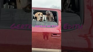 🛍️ car ride! #dog #love #happy #shortsvideo #like #doglover #viral #tiktok #car #ford #truck