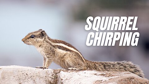 Indian Squirrel Chirping Sound Effect | Squirrel Sound | Kingdom Of Awais