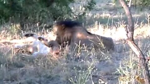 Lioness vs Lion Tooth and Claw