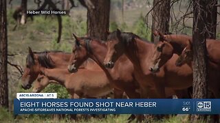 Eight horses found shot near Heber