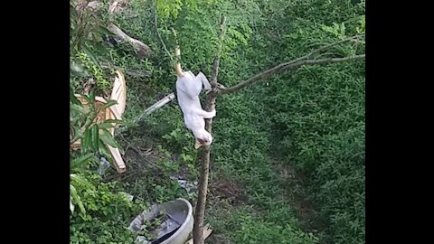 Funny Cat Stuck on Tree 😂