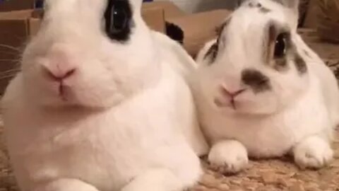 funny rabbits 😂Try not to laugh