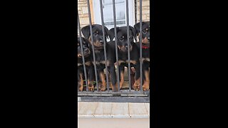 Doneyuno_Rotties