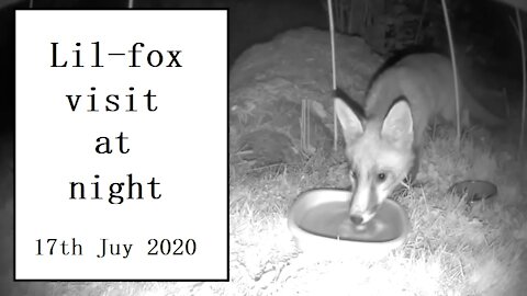 Lil-fox is back for another night visit at Our Wildlife Oasis