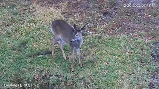 Deer Foraging for Breakfast 🦌 12/20/22 07:46