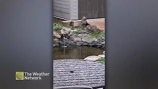 Small hail litters Ontario backyard
