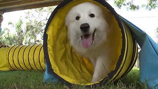 WEB EXTRA: Ace Dog Training allows families place to unwind with their pets