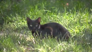 Brooklyn, Parma Heights residents fired up over feral cat euthanization policy