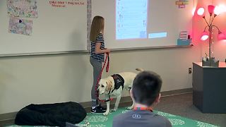 Brighton Schools to get therapy dogs for every campus