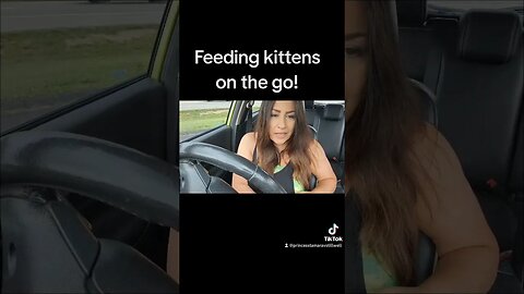 Feeding kittens on the go