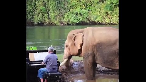 Pianist Paul Barton Performed in Concert Halls, Now Plays for Blind & Disabled Elephants 🎶 🎹 🎶
