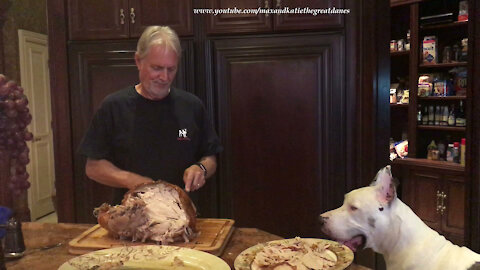 Chatty Cat and Polite Great Danes Supervise Turkey Carving
