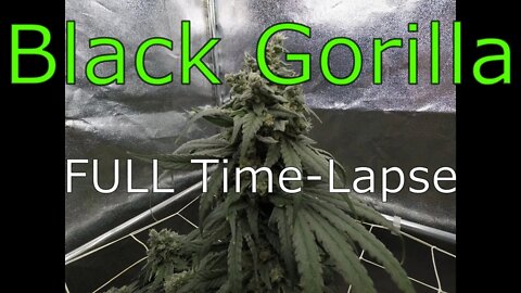 Black Gorilla (Seed to Harvest) - FULL Cannabis TIME LAPSE