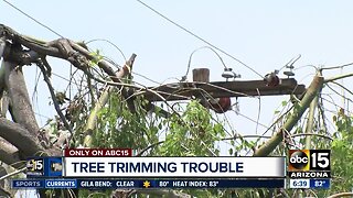 Homeowner criticizes 'extreme' SRP tree trimming for power lines