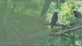 Hays Eaglet flies to another Branch It Won t be long now ! 2023 06 05 15:34