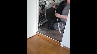 Handyman Interrupted From Work By Loving Doggy
