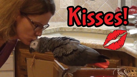 Einstein the Parrot exchanges kisses with owner