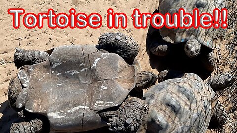 Coming to the aid of a tortoise! S1 – Ep 19 Part 2 of 2