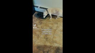 Pup misses friend